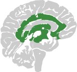 affective network of the brain